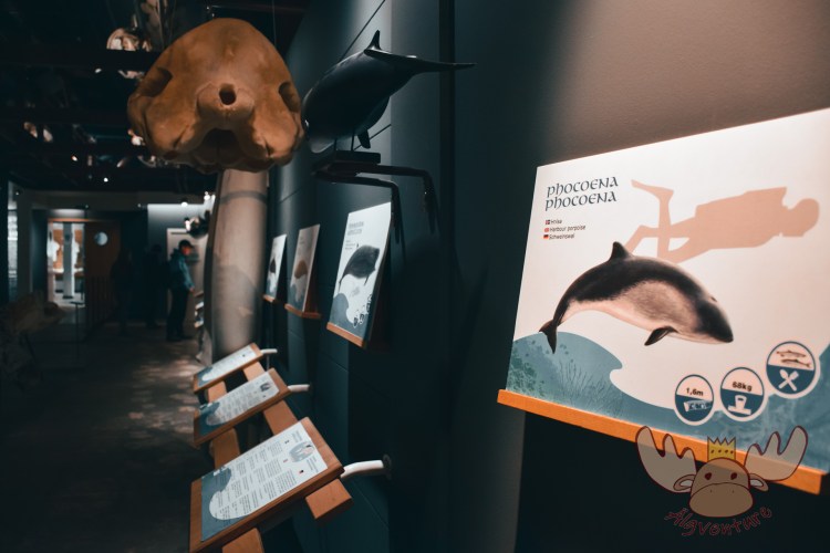 Húsavík | Die Informationstafeln des Museums sind in Isländisch, Englisch und Deutsch beschrieben. - The museum's information boards are described in Icelandic, English and German.