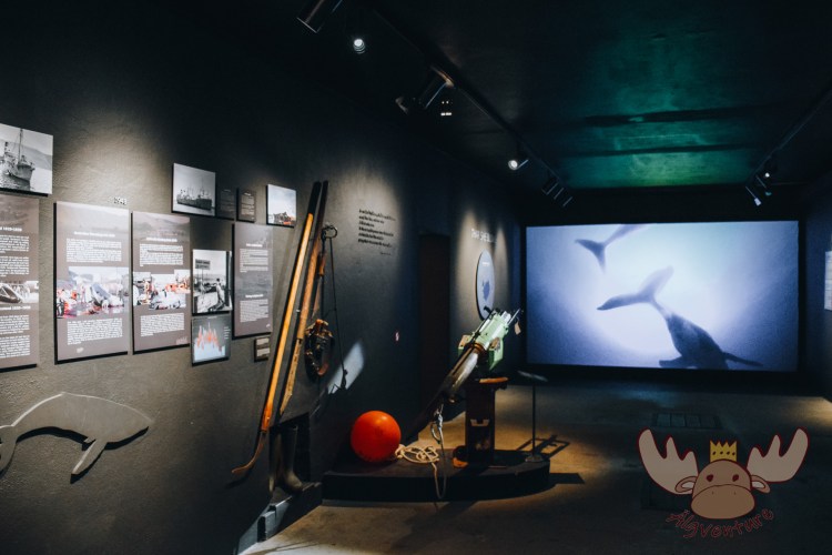 Húsavík | Das Walmuseum erzählt auch vom einst wichtigen Industriezweig des Walfangs auf Island. - The Whale Museum also tells of the once important whaling industry in Iceland.
