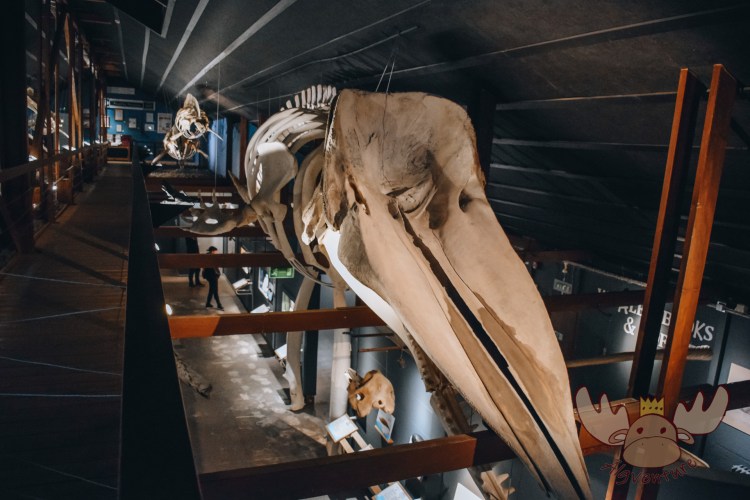 Húsavík | Insgesamt befinden sich elf vollständige Walskelette im Museum. - There are a total of eleven complete whale skeletons in the museum.