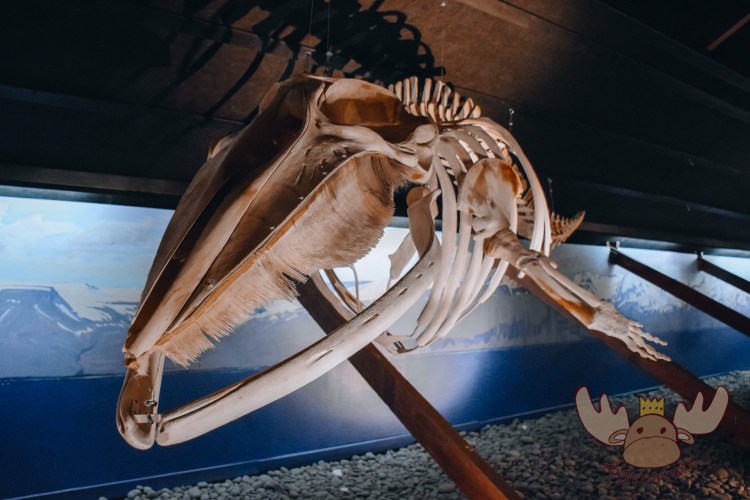 Húsavík | Alle Tiere fanden einen natürlichen Tod und wurden entweder auf Island gefunden oder sind durch Schenkungen in den Besitz des Museums gelangt. - All animals died naturally and were either found on Iceland or came into the museum's possession through donations.