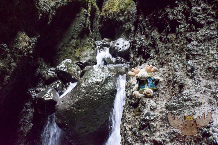 Snæfellsjökull | Älgbert klettert in die Schlucht Rauðfeldsgjá im Berg Botnsfjall auf der Halbinsel Snæfellsnes. - Älgbert climbs into the Rauðfeldsgjá gorge in Mount Botnsfjall on the Snæfellsnes peninsula.