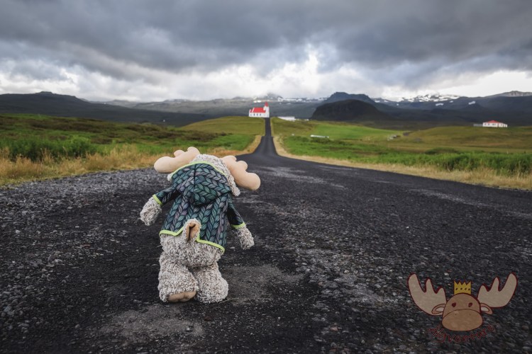 Snæfellsjökull | Älgbert auf dem Weg zur Ingjaldshólskirkja, der ältesten Steinkirche des Landes. - Älgbert on the way to Ingjaldshólskirkja, the oldest stone church in the country.