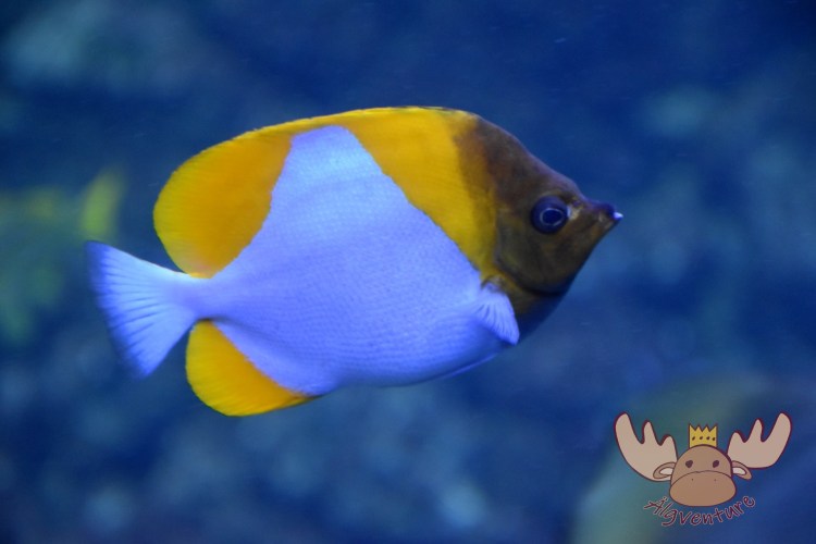 Bremerhaven | Klimahaus