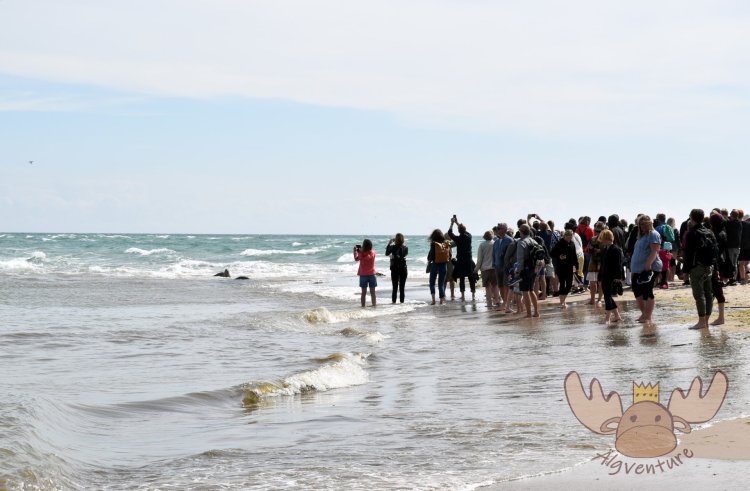 Grenen | Negativbeispiele von Touristen - Negative examples of tourists