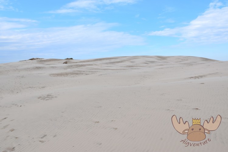 Råbjerg Mile | Die Weite der Dünen vermitteln einem das Gefühl als ob man sich in einer Wüste befinden würde. - The vastness of the dunes gives you the feeling of being in a desert.