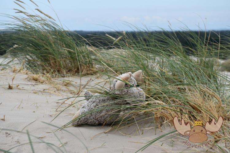 Råbjerg Mile | Durch die Nähe zum Meer kann es jedoch auch manchmal sehr windig werden. - However, due to the proximity to the sea, it can sometimes be very windy.
