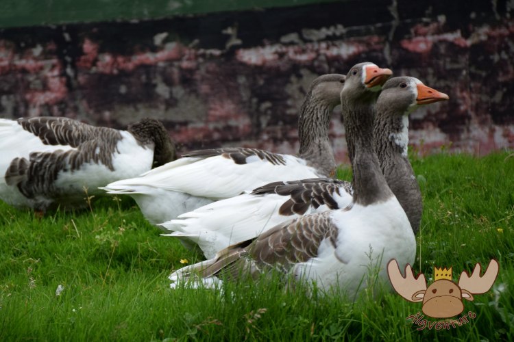 Vermutlich mehr Gänse als Einwohner leben im kleinen Örtchen Saksun auf der färöischen Insel Streymoy. - There are probably more geese than inhabitants in the small village of Saksun on the Faroese island of Streymoy.