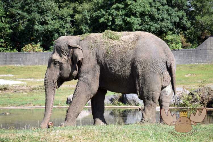 Givskud Zoo & Løvepark | Elefant