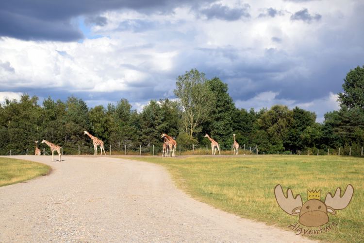 Givskud Zoo & Løvepark | Giraffe