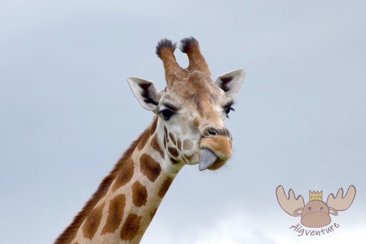 Givskud Zoo & Løvepark | Giraffe