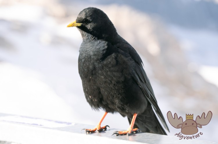 Dachstein | Die Alpendohle ist sehr gesellig, da sie in der Nähe von touristischen Plätzen nach Futter sucht. - The alpine chough is very sociable as it forages near tourist sites.