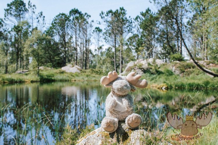 Bergen | Älgbert in seiner natürlichen Umgebung - Älgbert in his natural environment