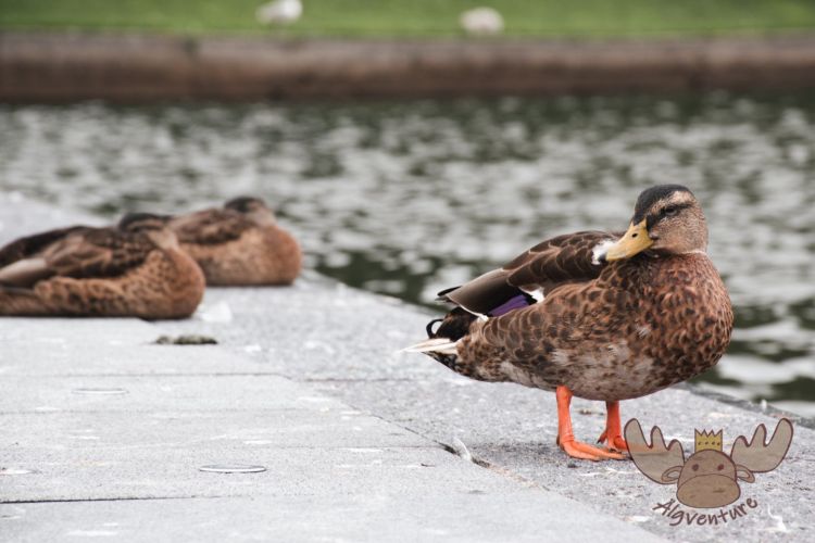 Bergen | Stadtbewohner - city ​​dwellers