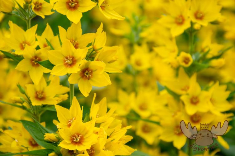 Bergen | Gamle Bergen Museum - Bymuseet i Bergen