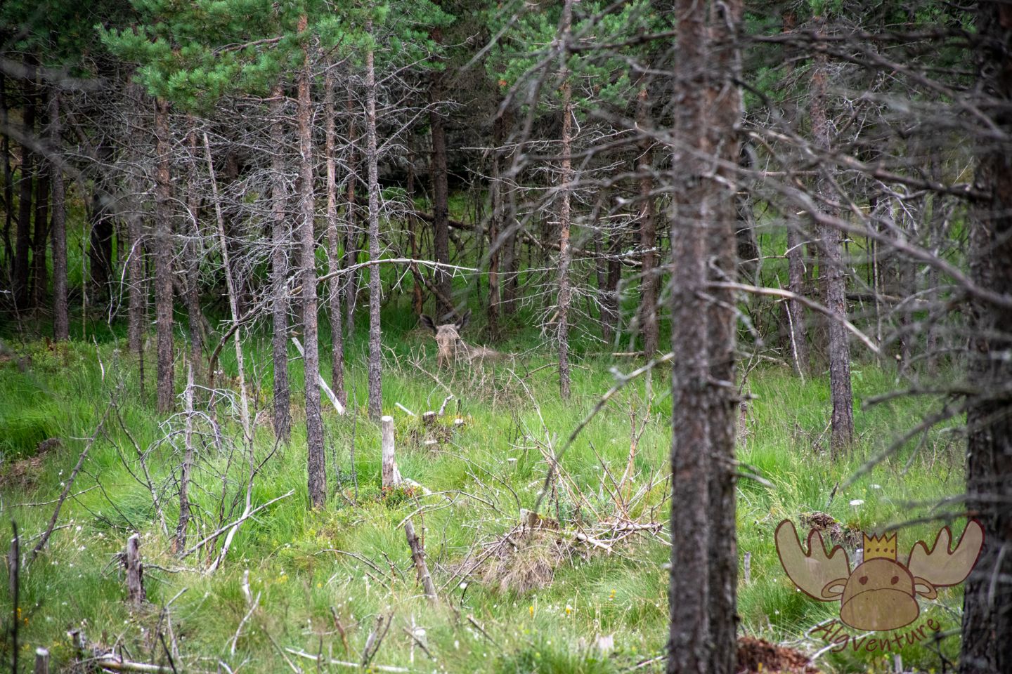 Norwegen | Gut versteckt, sieht man nur die Ohren des Elches - Well hidden, you can only see the ears of the moose