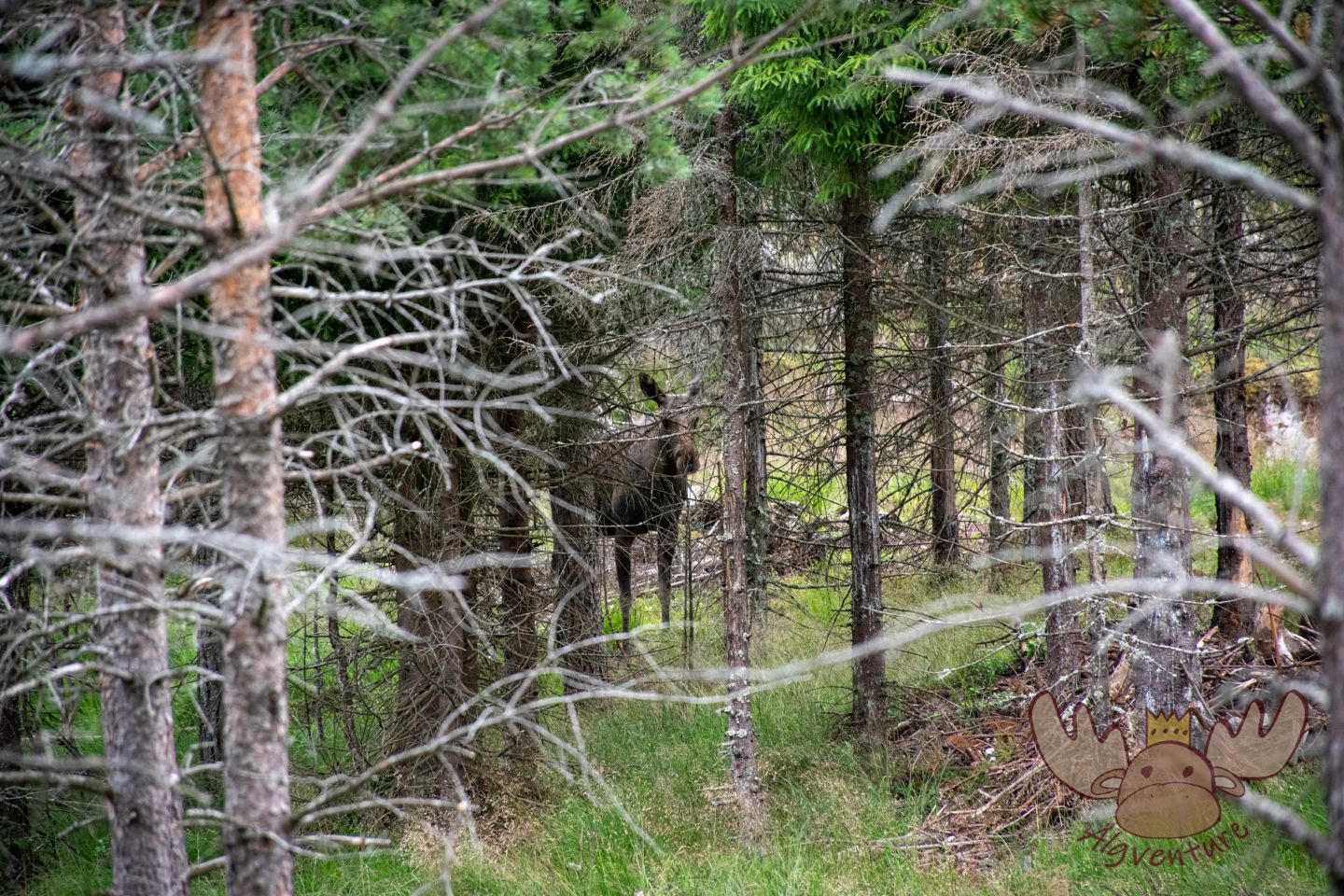 Norwegen | Elche sind wahre Versteckkünstler. - Moose are true masters in hiding.