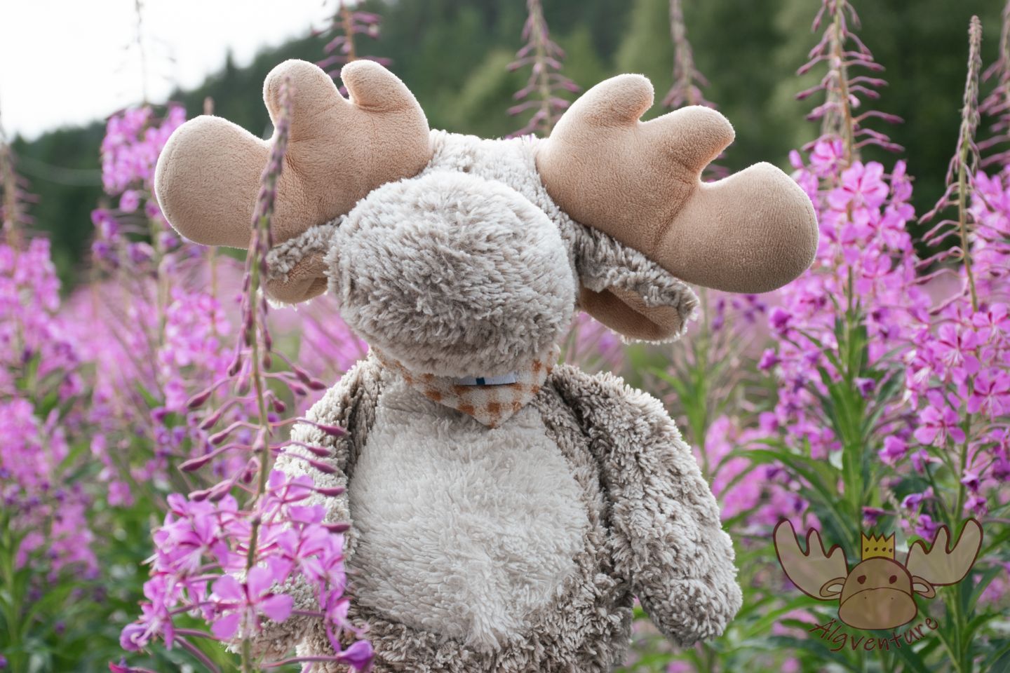 Norwegen | Älgbert versteckt sich am liebsten in den vielen lila Blumen. - Älgbert likes to hide in the many purple flowers.