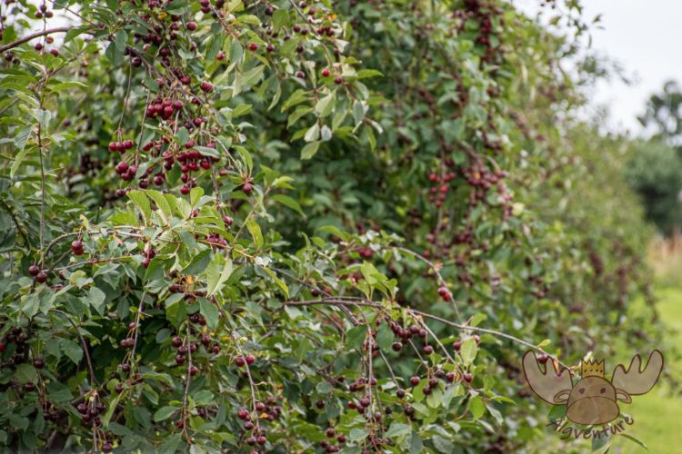 Norwegen | In Südnorwegen wachsen erstaunlich viele Obstbäume. - A surprising number of fruit trees grow in southern Norway.