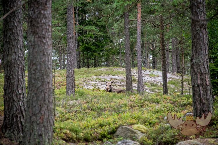 Moose af Anneröd | Diese Elchdame liegt entspannt im weichen Bodenbewuchs des Waldes. - This female moose lies relaxed in the soft ground cover of the forest.