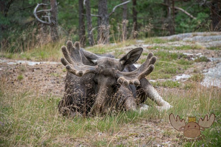 Moose af Anneröd | Ein Elchbulle kann bis zu 600kg wiegen. - A bull moose can weigh up to 600kg. (approx. 1320 pounds)