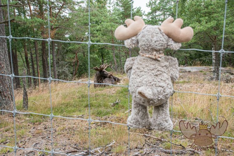 Moose af Anneröd | Älgbert mag Elche. - Älgbert likes moose.