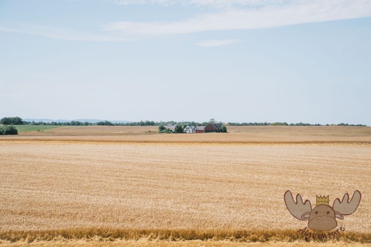Schweden | Typischer Bauernhof in der Region Skåne - Typical Swedish farm in the region of Skåne