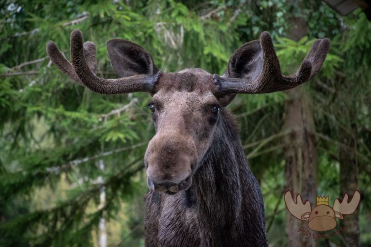 Smålandet Elchsafari | Man darf sich von diesem treuherzigen Blick nicht täuschen lassen, denn Elche können ziemlich gefährlich sein. - Don't be fooled by this trusting look, because moose can be quite dangerous.