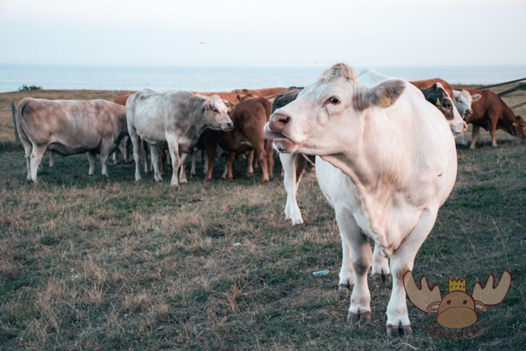 Schweden | Schwedische Küstenbewohner und unsere Kurzzeitnachbarn. - Swedish coastal residents and our short-term neighbors.